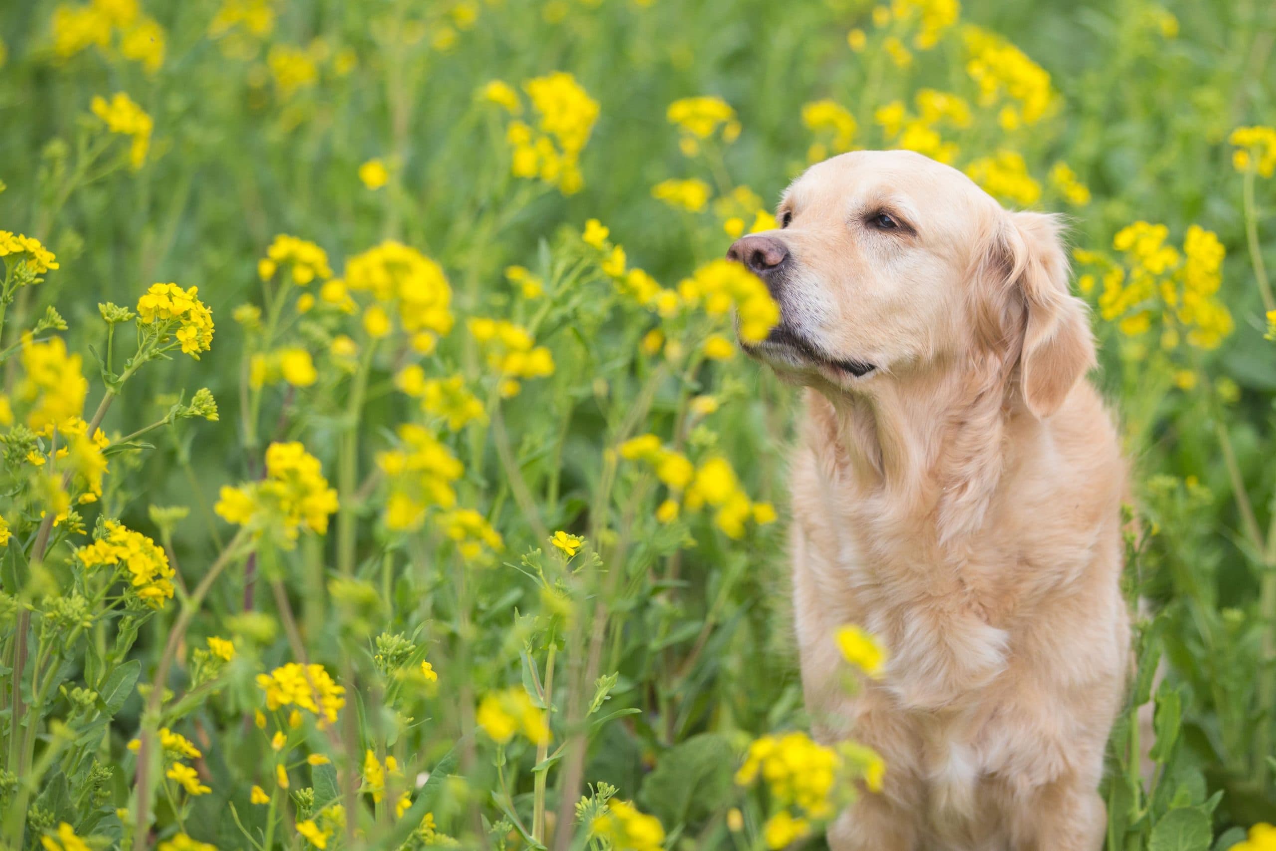 なぜ犬は草を食べてしまうのか？その理由とは？