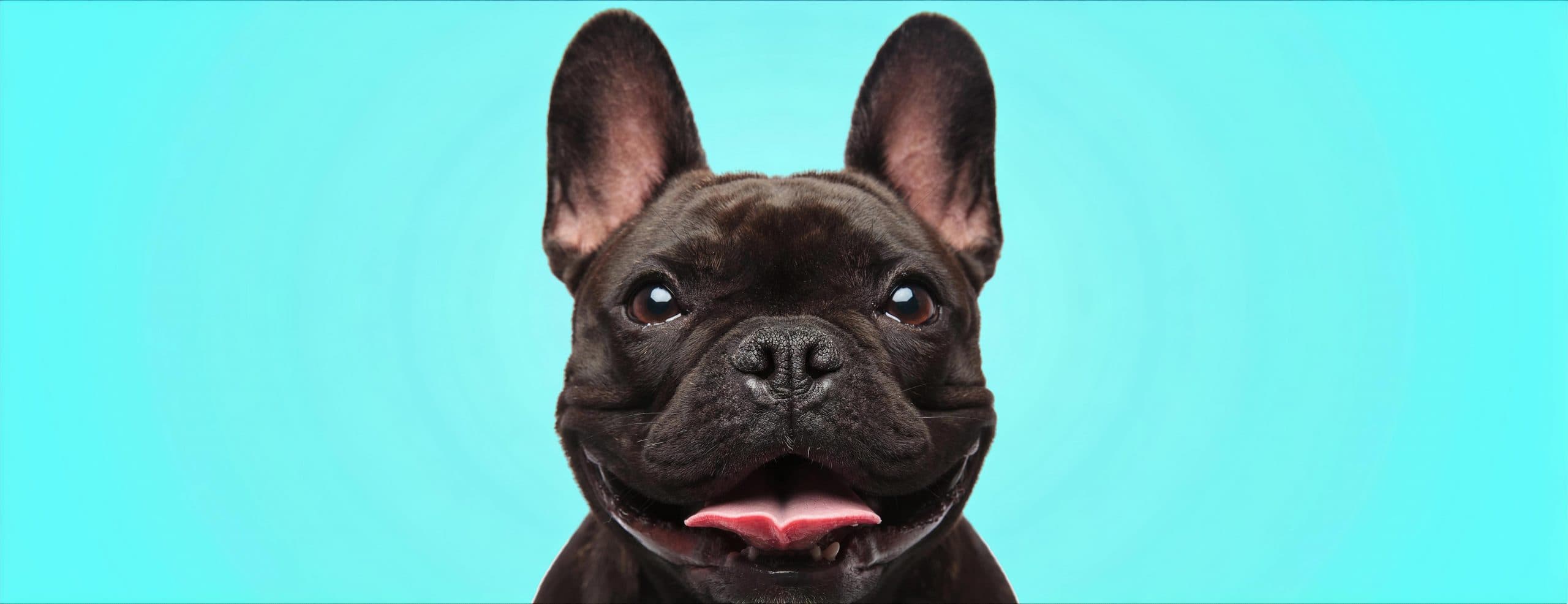 犬の耳が臭い！過程で出来る耳掃除の方法や嫌がる子の対処法とは？