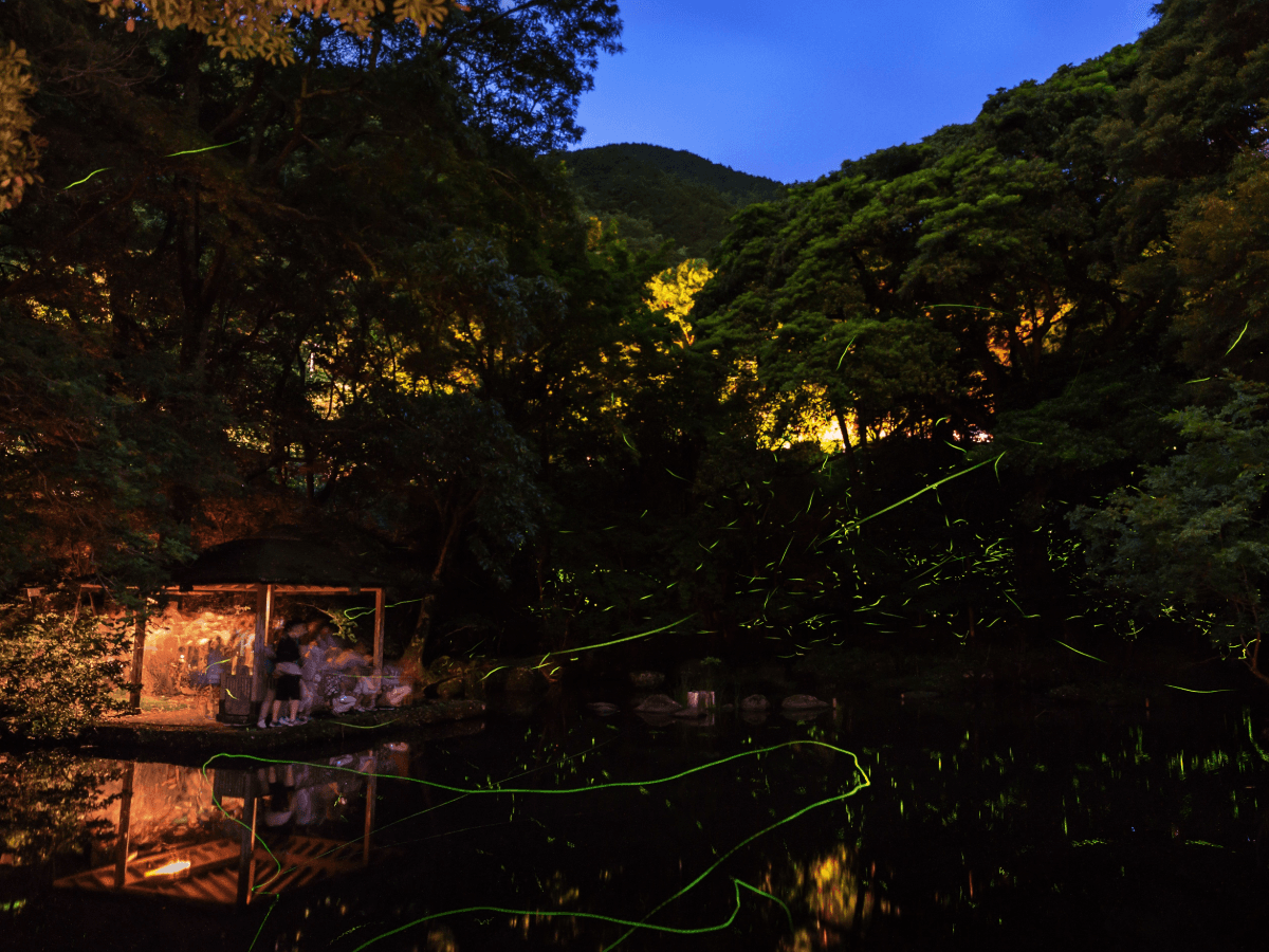 東伊豆温泉郷と蛍、『ほたる観賞の夕べ』開催のお知らせ