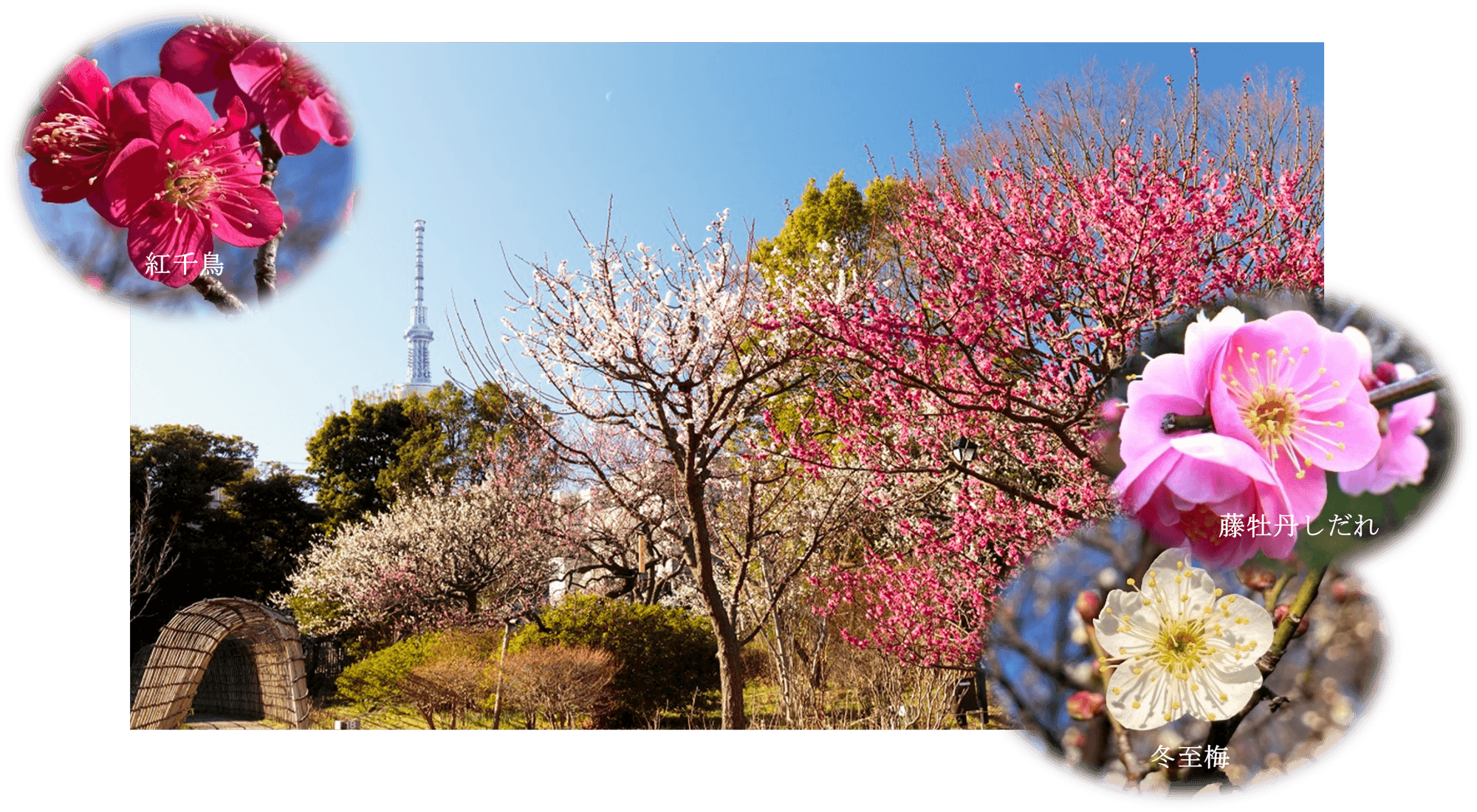 2/7（土）～3/1(日）【向島百花園】『梅まつり』開催！～梅花彩る江戸花屋敷～