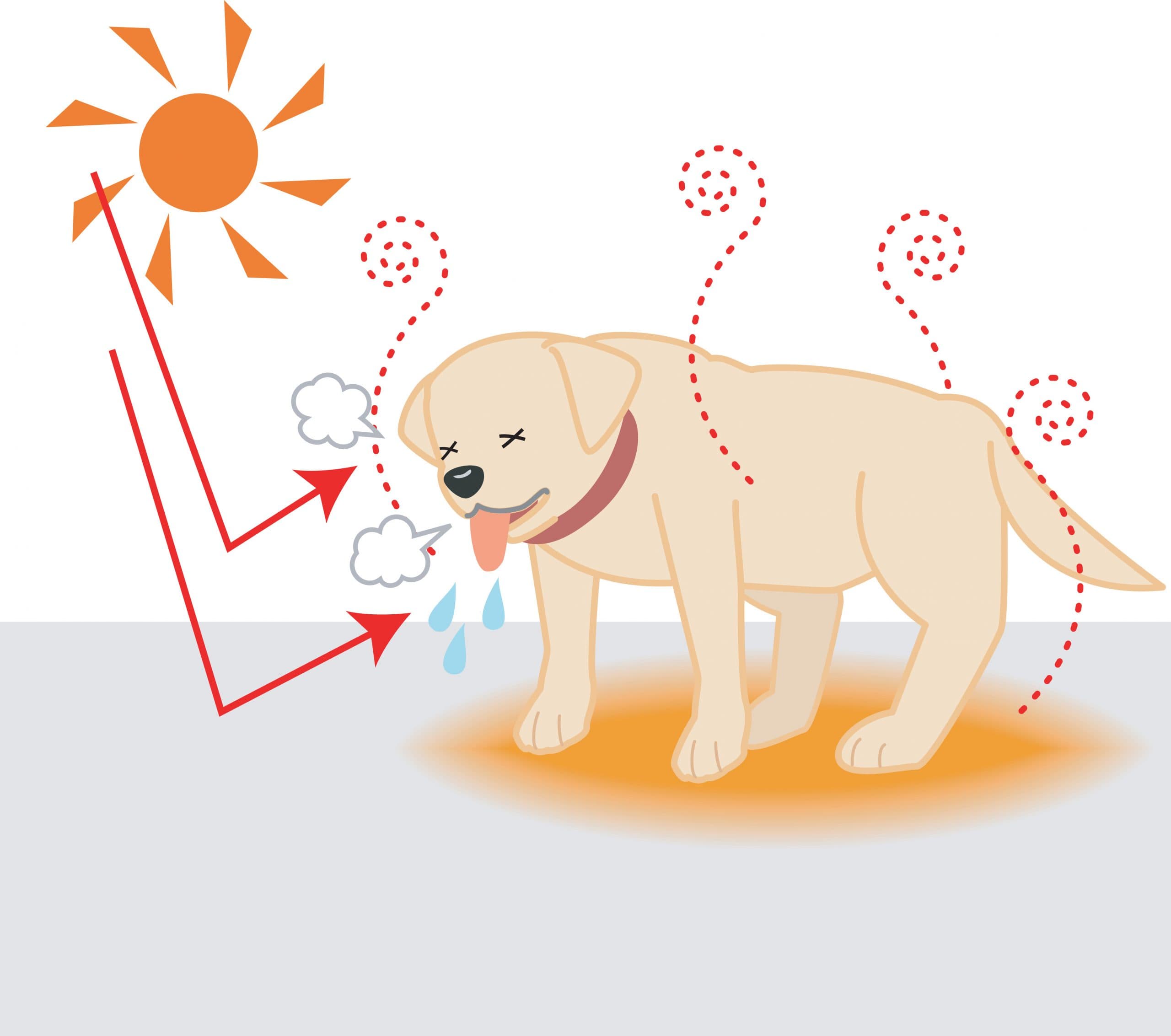 夏だ！暑い！あなたは愛犬の熱中症管理ちゃんと出来ていますか？