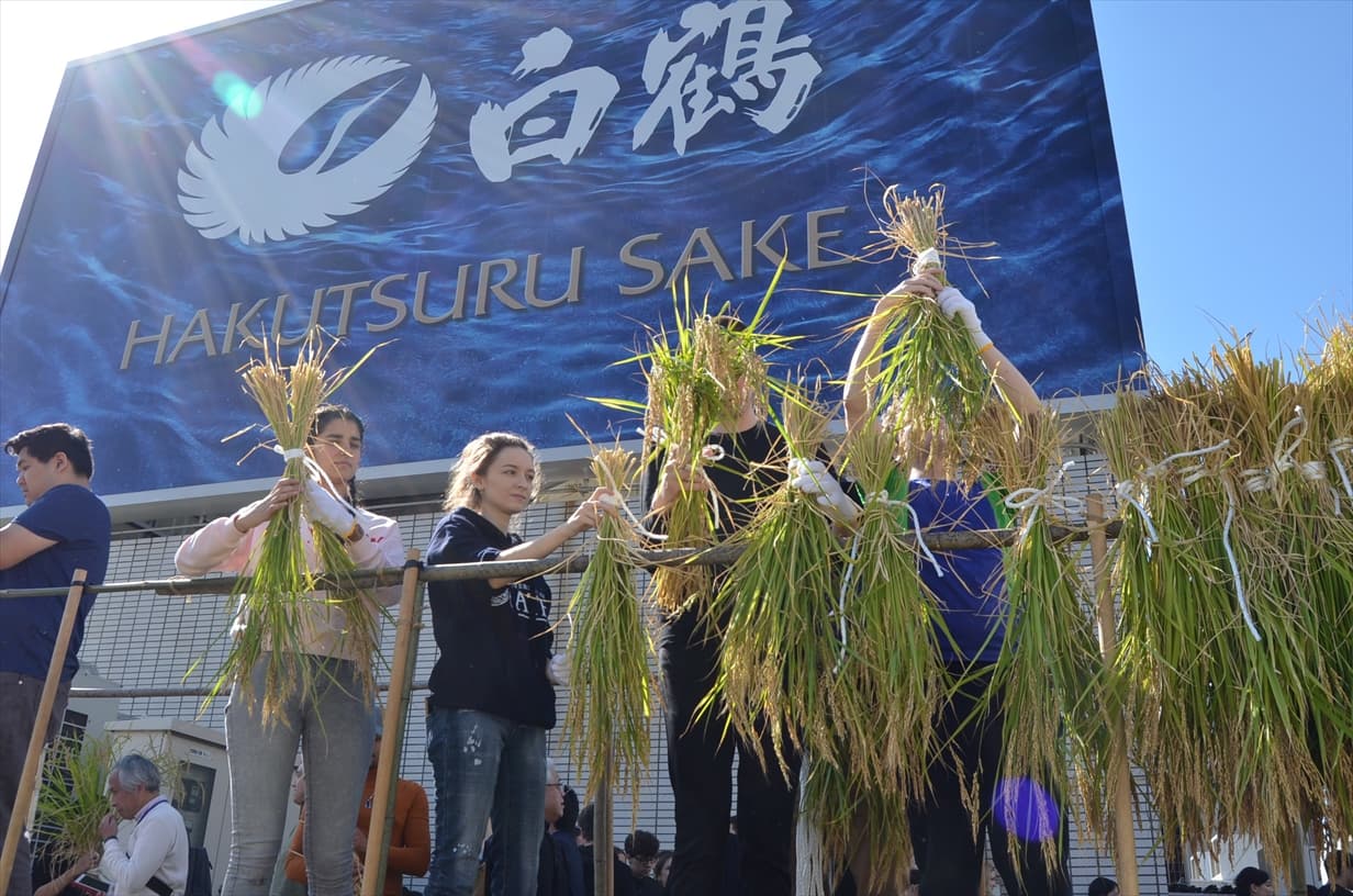 ＜取材のお願い＞自社ビル屋上「白鶴銀座天空農園」で 酒米「白鶴錦」の稲刈りを実施