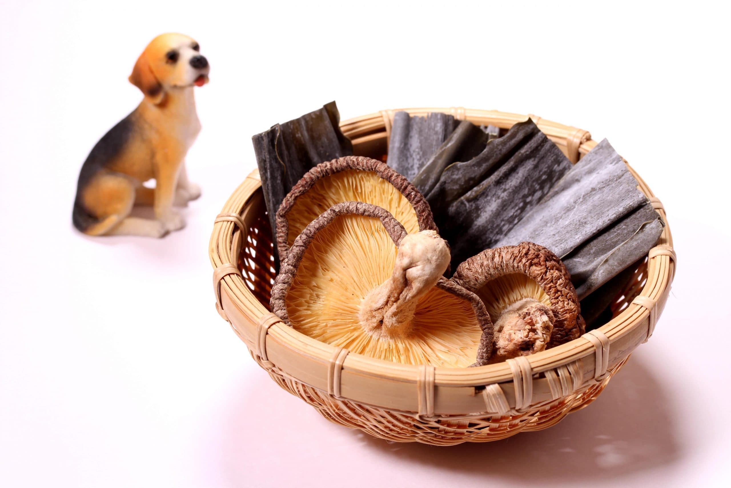 犬に与えるといい食材！与える際の注意点やポイント。