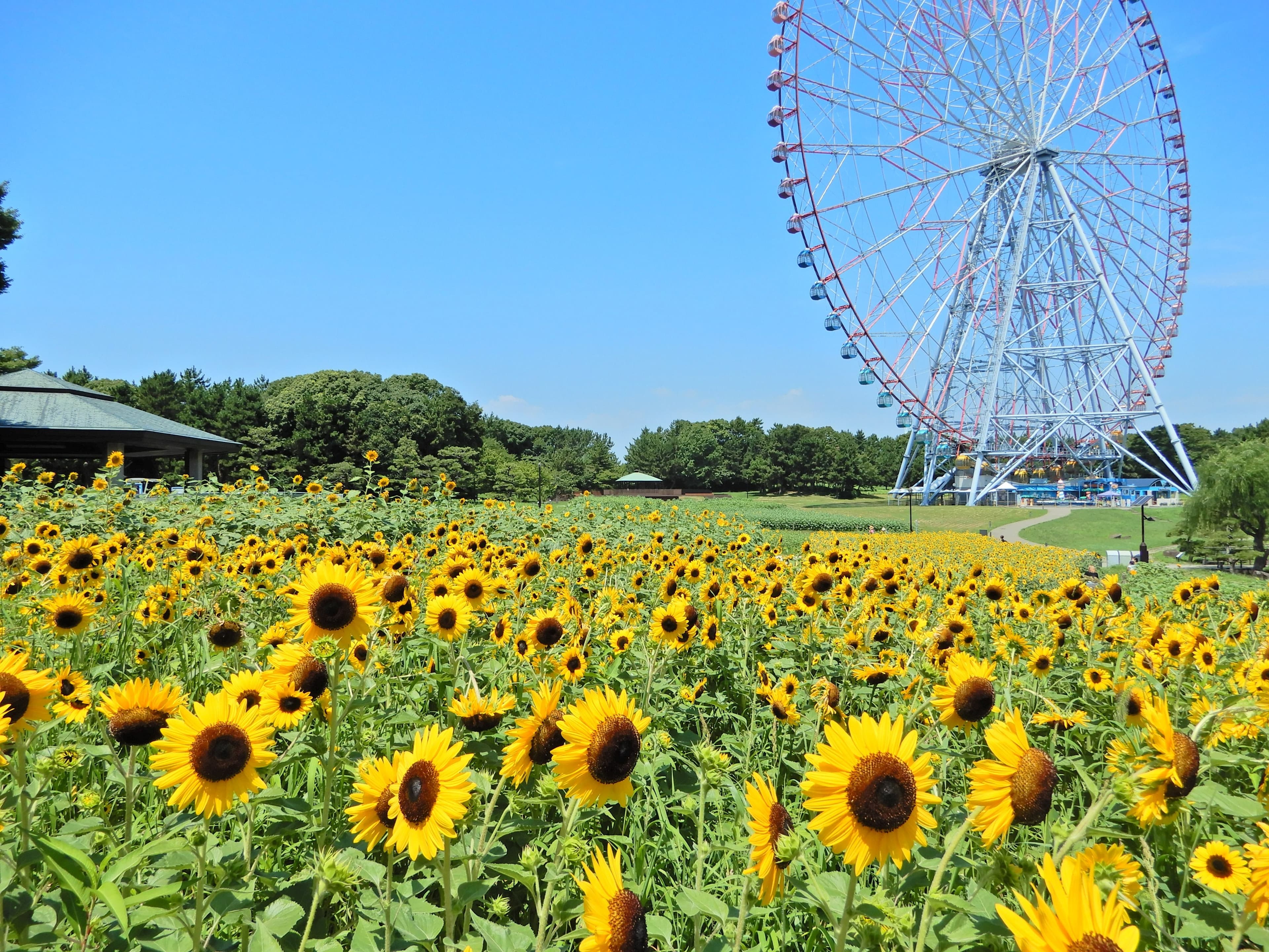 【取材案内】葛西臨海公園「花と光のムーブメント」 メディア向け内覧会のお知らせ