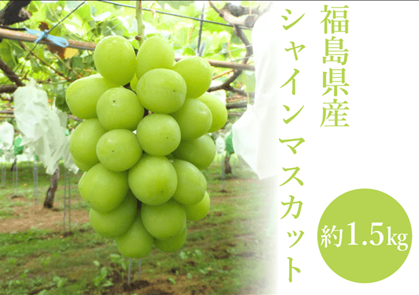 福島県産シャインマスカットを100箱限定販売！ 上品な香りとしっかりとした歯ごたえの旬の味を ＪＡタウンのショップ「ＪＡ全農福島」からお客様お届け