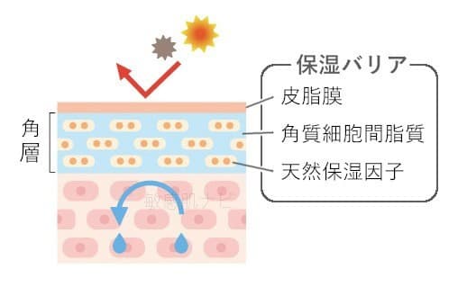 【肌のバリア機能】は角層だけではない！TJ・CEについて医学博士が解説