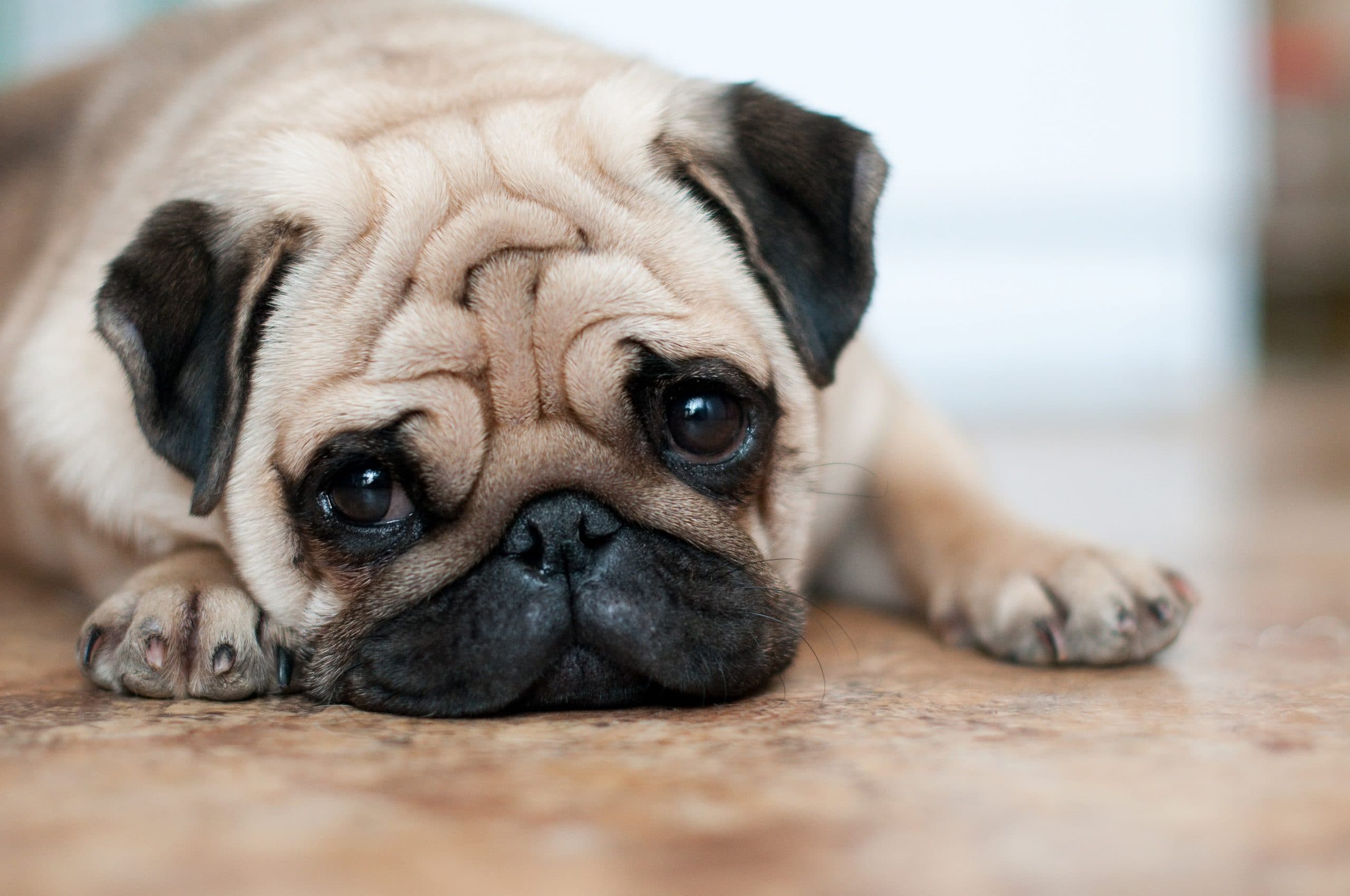 しわのある犬種のお手入れ方法とは？パグやフレンチブルドッグなどを飼っている人必見です！