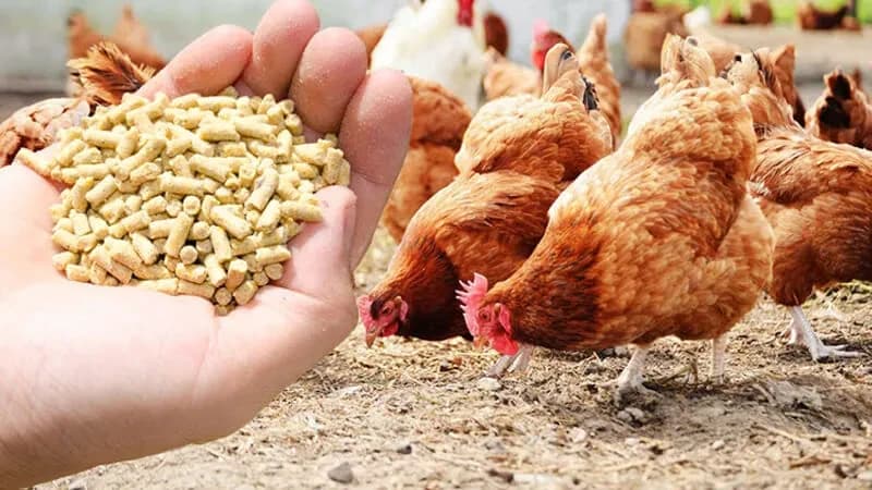 日本の養鶏飼料市場規模は2033年までに173億8,180万米ドルを超え、年平均成長率（CAGR）3.38%で成長すると予測