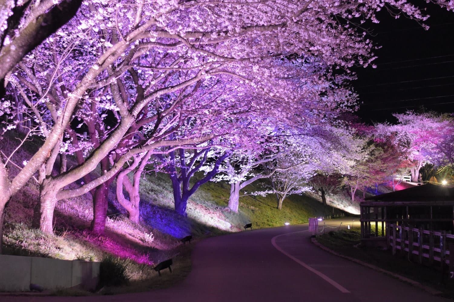 成田ゆめ牧場の桜、満開　 『ゆめの花あかり～焚き火と桜と菜の花と～』開催のお知らせ