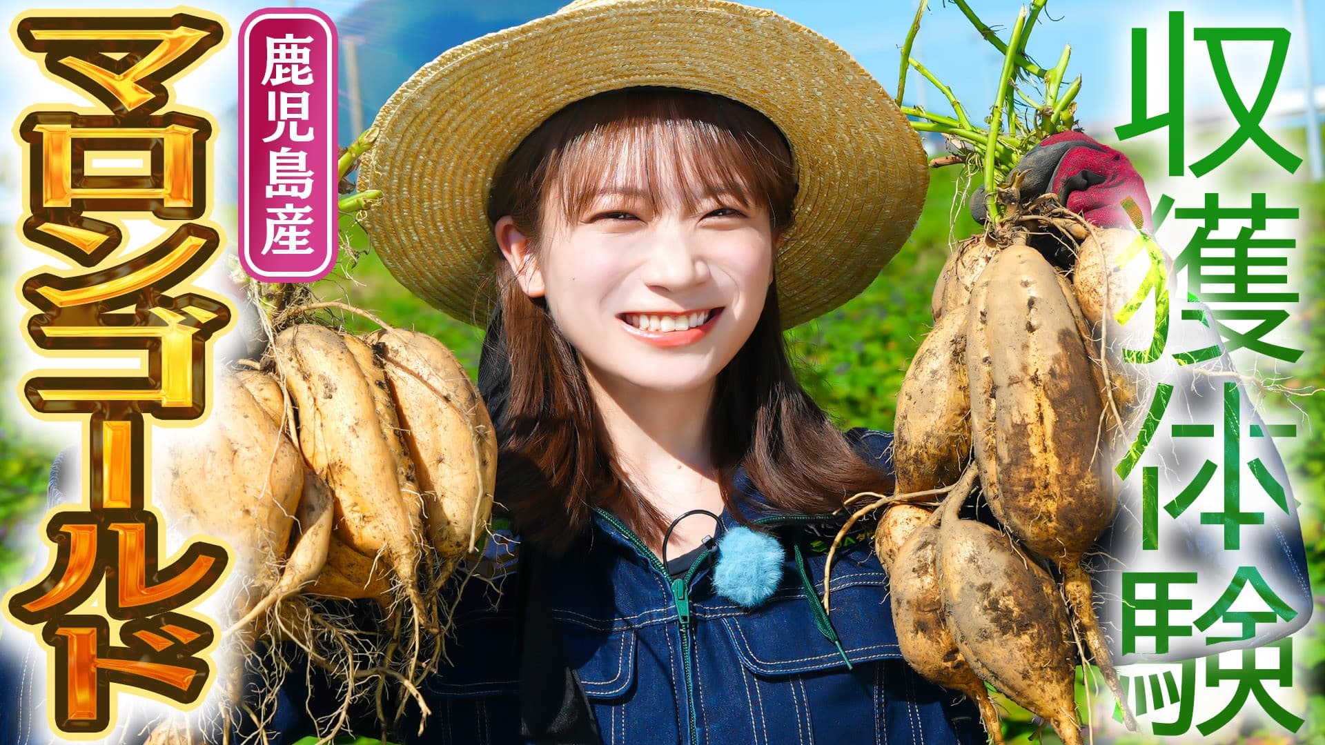 秋元真夏が鹿児島県でマロンゴールドを収穫体験！ 中身は黄金色で栗のように甘いさつまいも「マロンゴールド」をお届け！