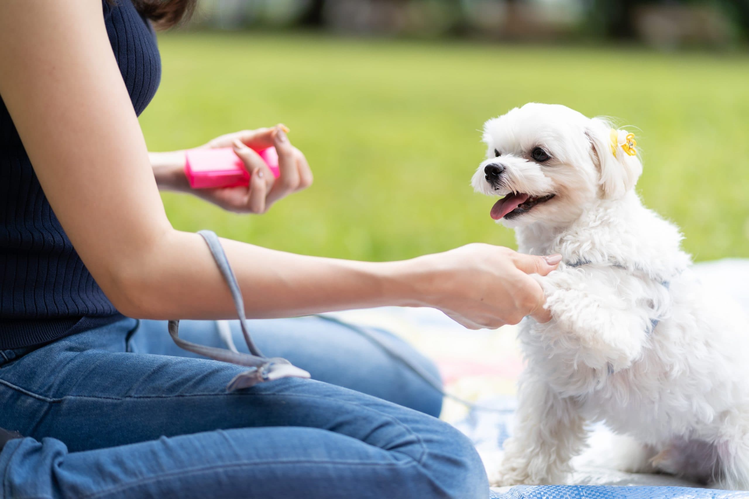 子犬のトレーニングを始めるタイミングはいつなのか？