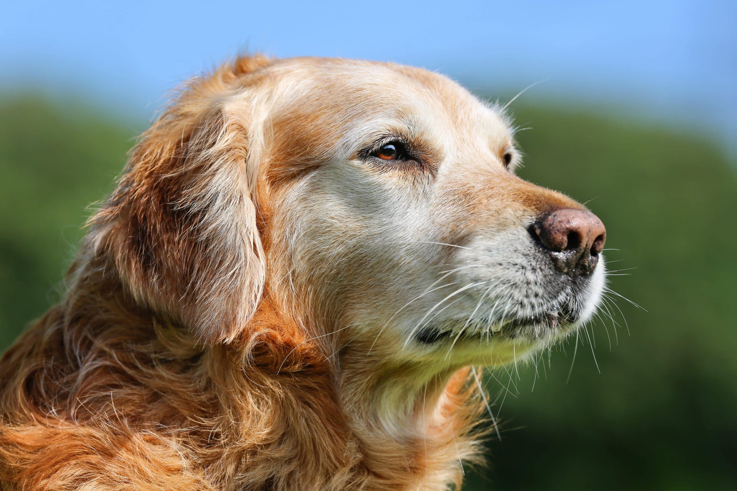 シニア犬のドッグフードの選び方