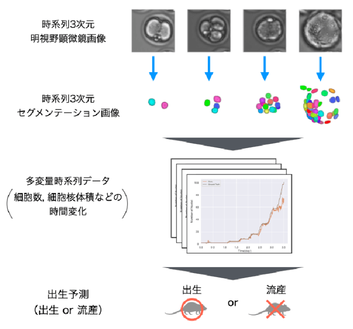生まれる可能性の高い受精卵を81.63％の精度で予測するAI開発に成功　－体外受精の成功率向上に寄与－