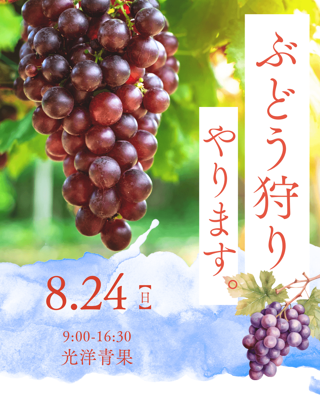 畑のドクターが守る“命の畑”　有機ぶどう狩りなど夏の特別イベント開催
