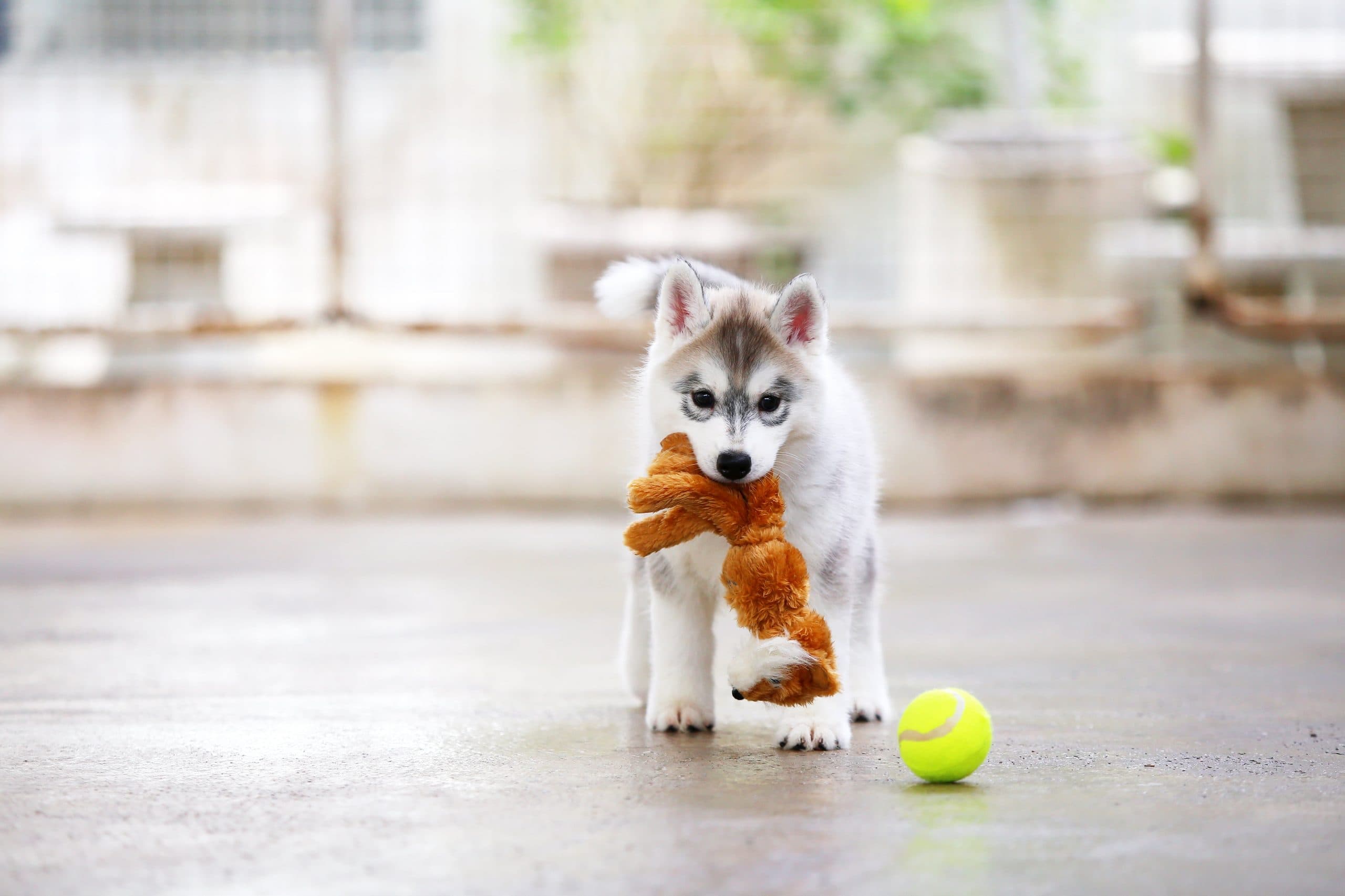 遊ぶついでに健康維持！犬のおすすめおもちゃ8選！