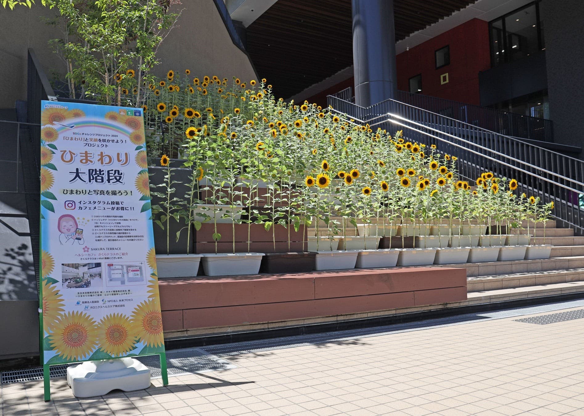 i-Mall「ひまわりの大階段」が開花しました