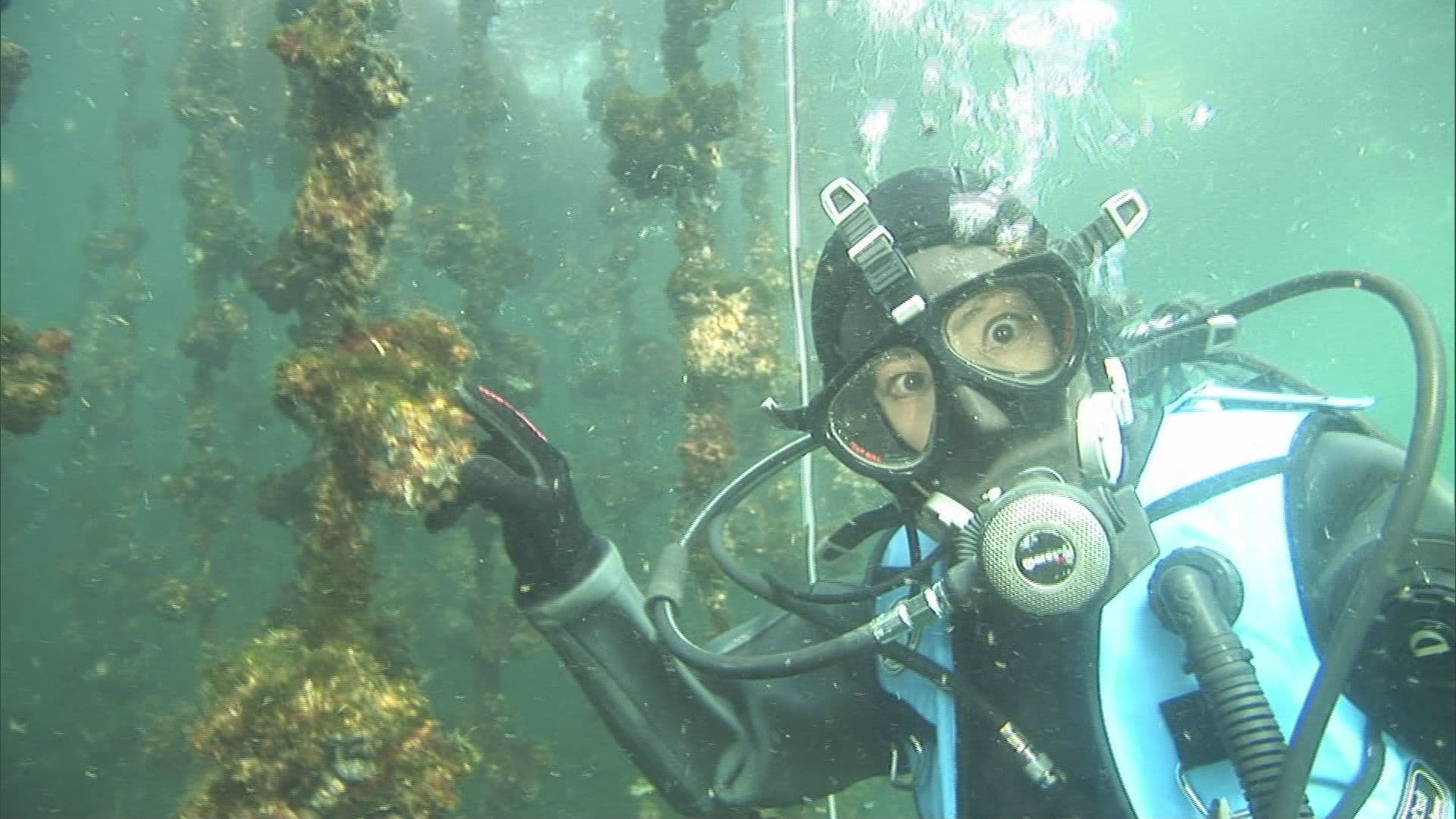 【地球派宣言 特別番組】広島の水の中、もぐってみました～瀬戸内海って本当にキレイなの？～