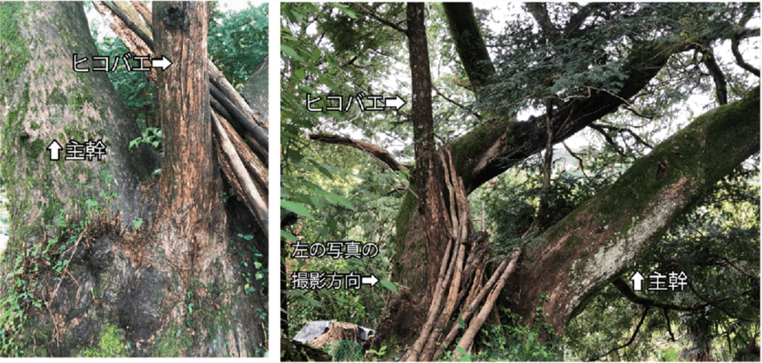 世界遺産高野山麓にある樹齢400年のカヤの樹に接木の痕跡を発見　当時の人々の交流や生活を推察する一端となる研究成果