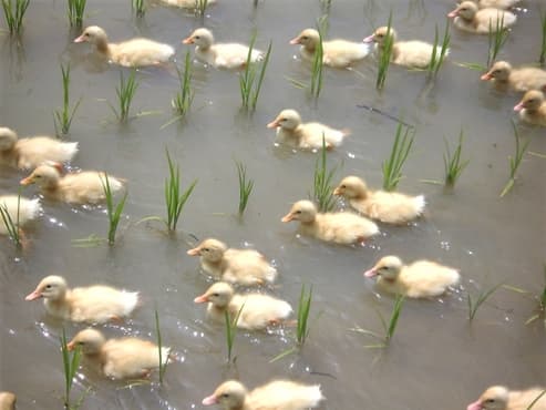 ニセコフードコミッション企業組合