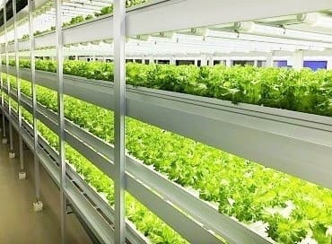 株式会社AML植物研究所