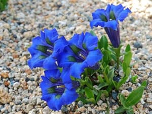 ゲンチアナ・アコ―リス