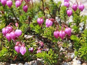 エゾノツガザクラ