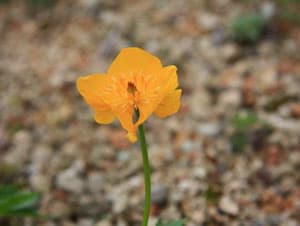 ボタンキンバイ