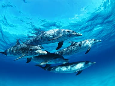 バハマ・タイセイヨウマダライルカの群れ