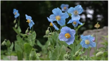 メコノプシス・ベトニキフォリア