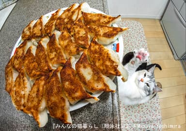 3 匹の猫とカメラマンの にぎやかな毎日。（吉村正也）_1