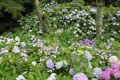 昨年度までの園内の紫陽花の模様