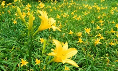 ニッコウキスゲ