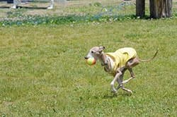 (1)持って来て大会