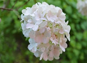 オオデマリ（5月21日撮影）