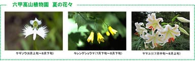 六甲高山植物園　夏の花々