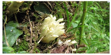 キヨスミウツボ（ハマウツボ科）