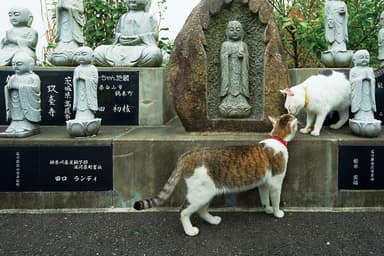 写真サンプル1