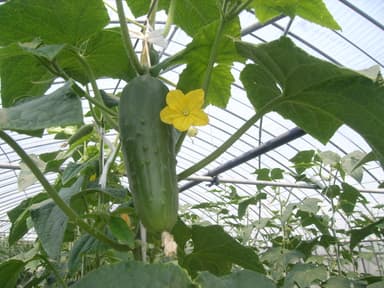 夏の加賀野菜の魅力