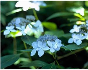 ヤマアジサイ
