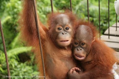 絶滅危惧種ボルネオオランウータンは森の生態系維持に大きく貢献