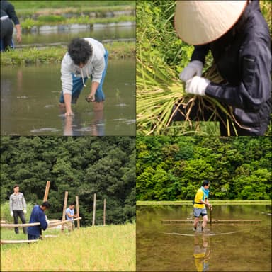 酒米作り 島根
