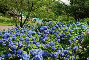 園内のアジサイの様子（７月１日撮影）