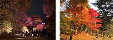 左：紅葉ライトアップ(イメージ)　右：園内の紅葉
