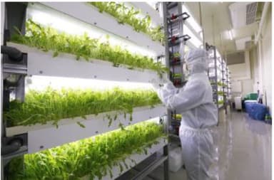 清らか野菜・阪神原木しいたけ