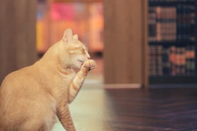 すべてが「りんご猫」