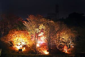 六甲高山植物園　紅葉ライトアップの様子
