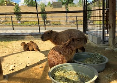3つ子は仲良し