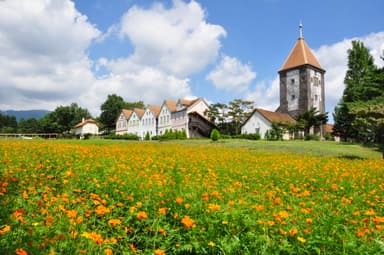 満開のキバナコスモス