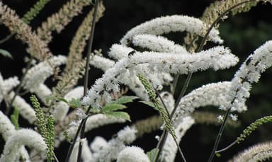 サラシナショウマ