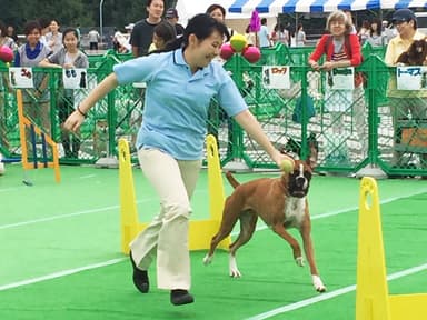 アジリティーデモンストレーション